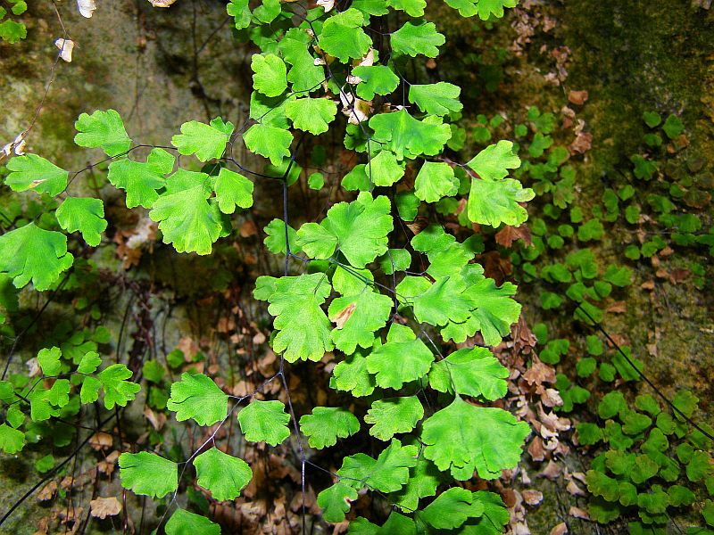 Изображение особи Adiantum capillus-veneris.