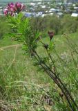 Astragalus cornutus