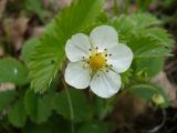 Fragaria viridis. Цветок. Новосибирская обл., Карасукский р-н, с. Благодатное. 01.06.2011.