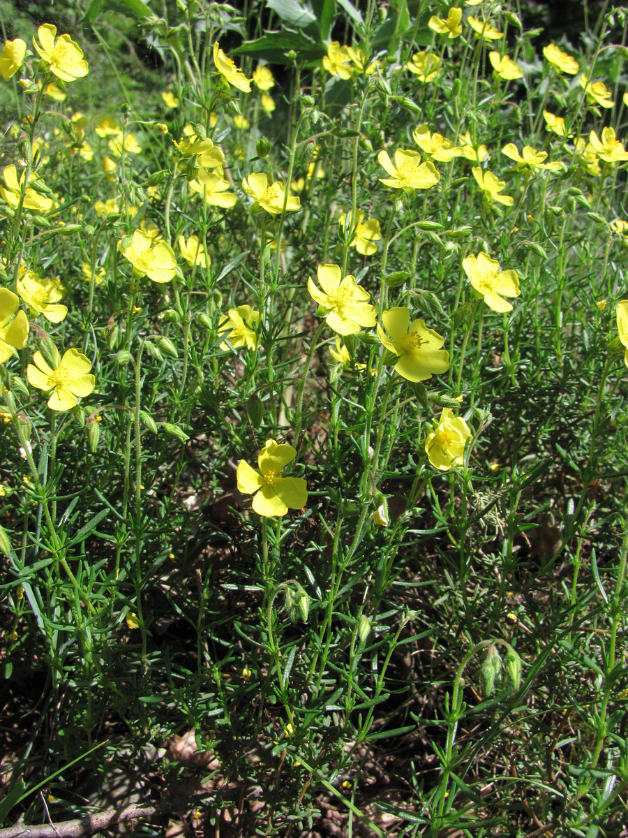 Image of Fumanopsis laevis specimen.