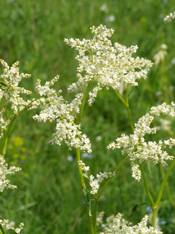 Image of Aconogonon alpinum specimen.