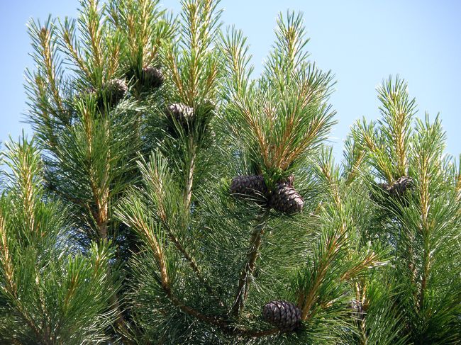Image of Pinus sibirica specimen.