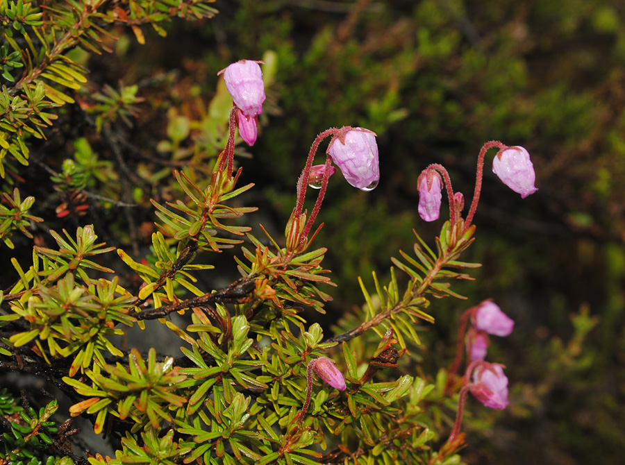 Изображение особи Phyllodoce caerulea.