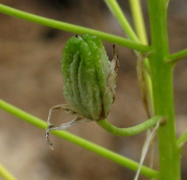 Image of Ornithogalum tempskyanum specimen.