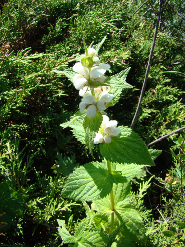 Изображение особи Stachyopsis lamiiflora.