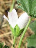 Malva neglecta. Цветок (вид сбоку). Крым, Симферопольский р-н, Сосновка. 25 июля 2011 г.