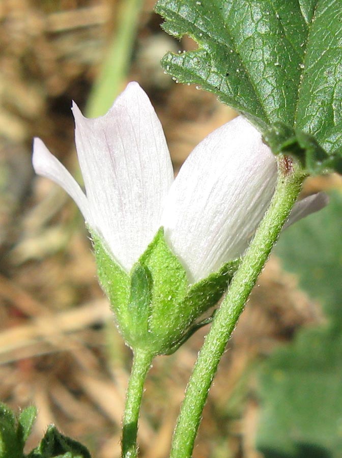 Изображение особи Malva neglecta.