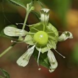 Cucubalus baccifer. Цветок. Республика Татарстан, национальный парк \"Нижняя Кама\". 10.08.2011.