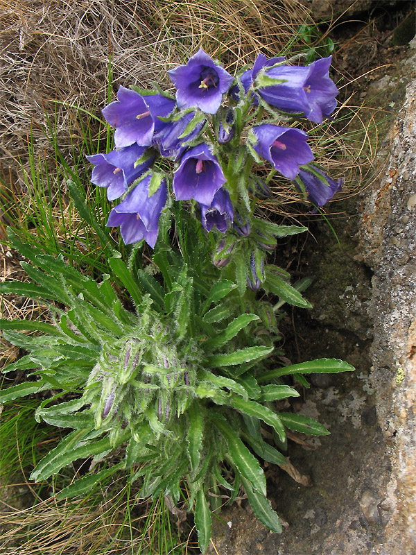 Image of Campanula alpina specimen.