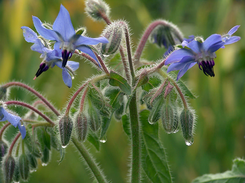 Изображение особи Borago officinalis.