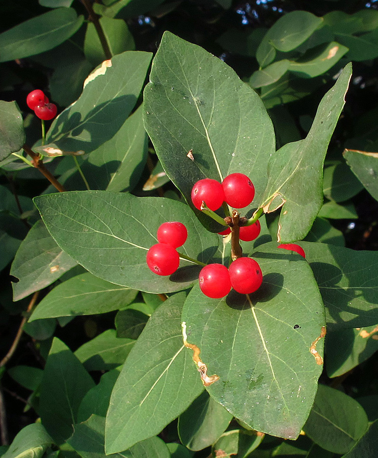 Изображение особи Lonicera tatarica.