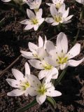 Colchicum hungaricum