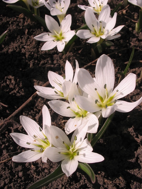 Изображение особи Colchicum hungaricum.