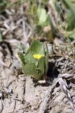 Garhadiolus angulosus. Цветущее растение. Таджикистан, предгорья Гиссарского хр., Северные холмы. 02.05.2011.