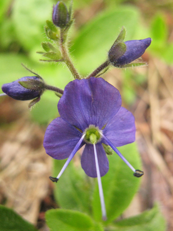 Image of Veronica grandiflora specimen.