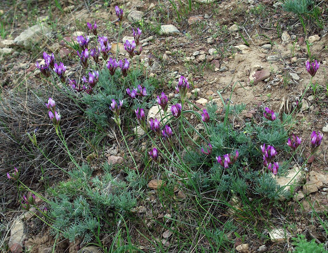 Изображение особи Astragalus falcigerus.