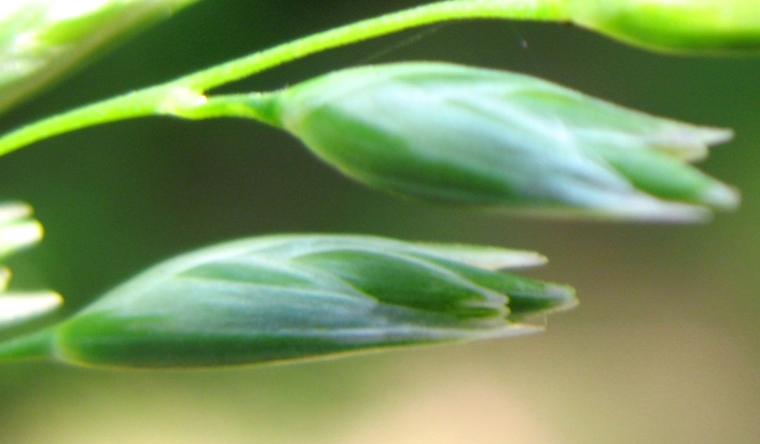 Изображение особи Sieglingia decumbens.