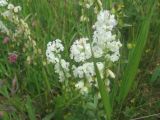 Polygala major