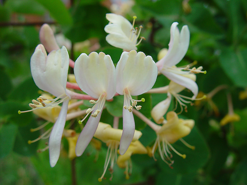 Image of Lonicera caprifolium specimen.