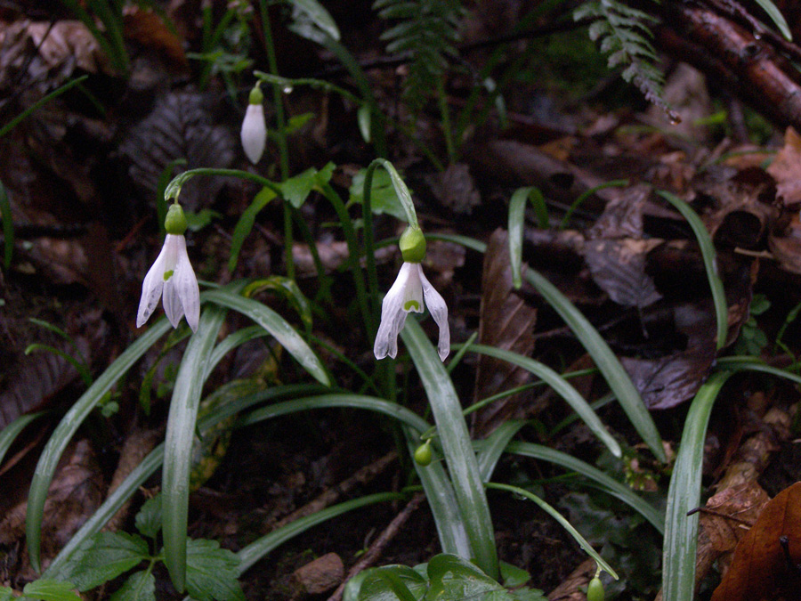 Изображение особи Galanthus rizehensis.