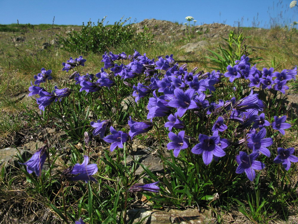 Изображение особи Campanula dasyantha.