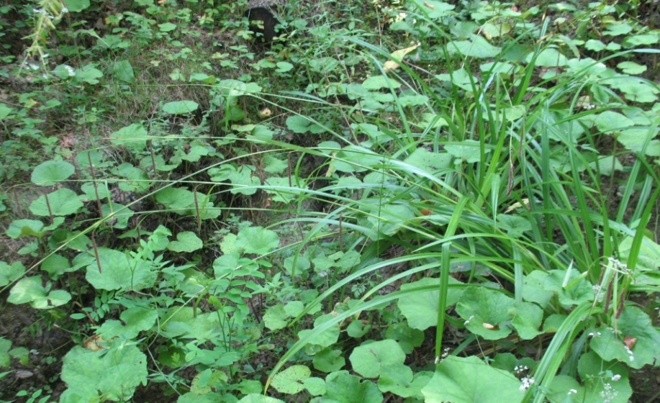 Image of Carex pendula specimen.