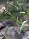 Festuca rubra. Часть соцветия. Свердловская обл., окр. г. Североуральск, р-н известнякового карьера, обочина дороги, щебнистый грунт в междуречье р. Вагран и канала Дублёр. 24.06.2011.