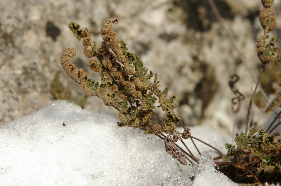 Изображение особи Oeosporangium persicum.