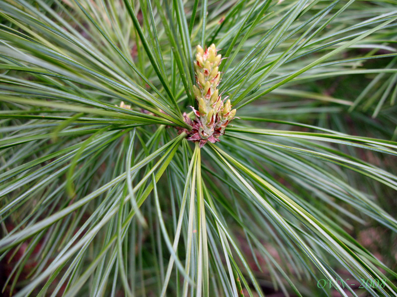 Изображение особи Pinus koraiensis.