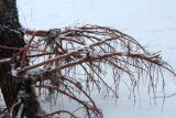 Alnus glutinosa. Вымытые из песка придаточные(?) корни у основания ствола взрослого дерева. Ленинградская обл., морское побережье в р-не пос. Большая Ижора. 13.01.2012.