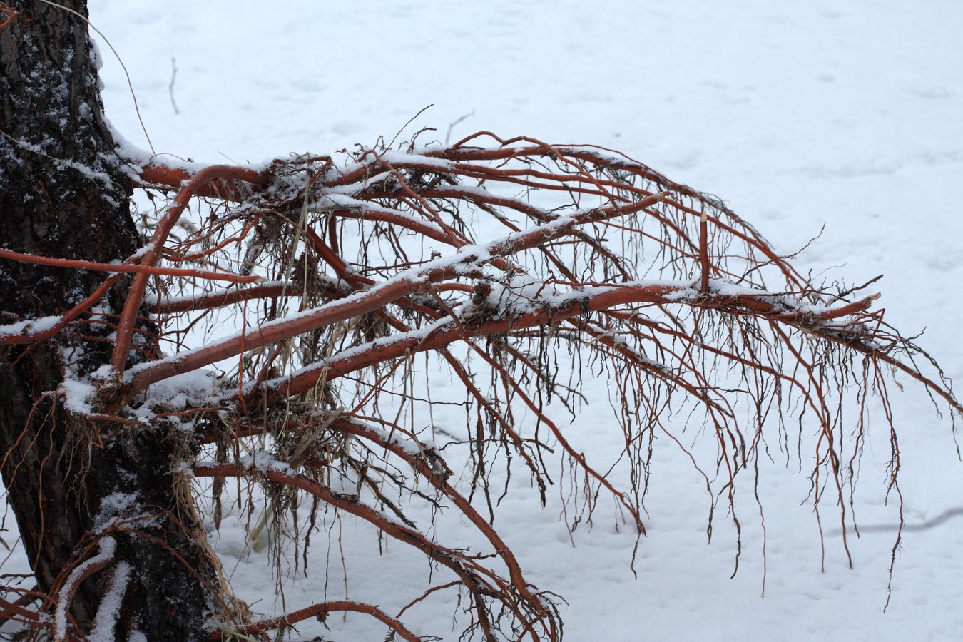 Изображение особи Alnus glutinosa.