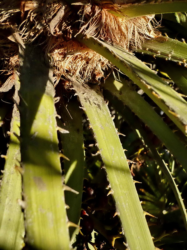 Image of Chamaerops humilis specimen.