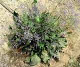 Limonium scoparium. Цветущее растение. Астраханская обл., Икрянинский р-н, с. Озерное, берег ерика Кукшин. 16.08.2011.