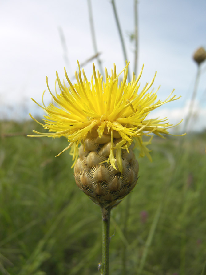 Изображение особи Centaurea orientalis.