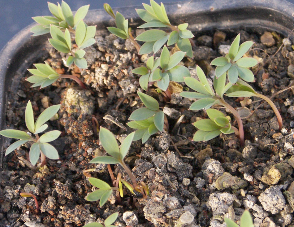 Image of Corydalis ainae specimen.