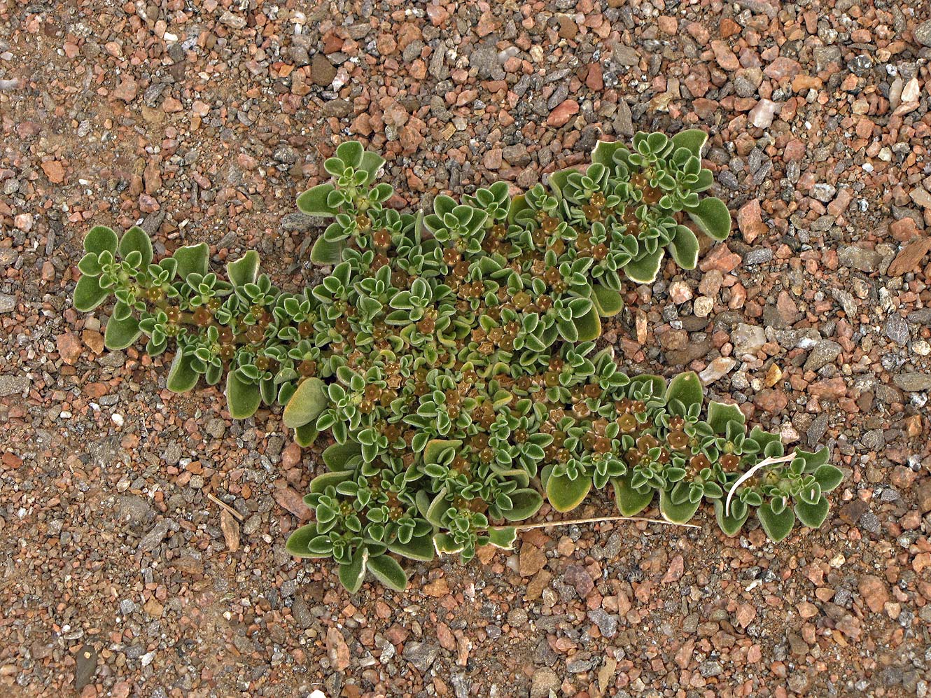 Image of Aizoon canariense specimen.