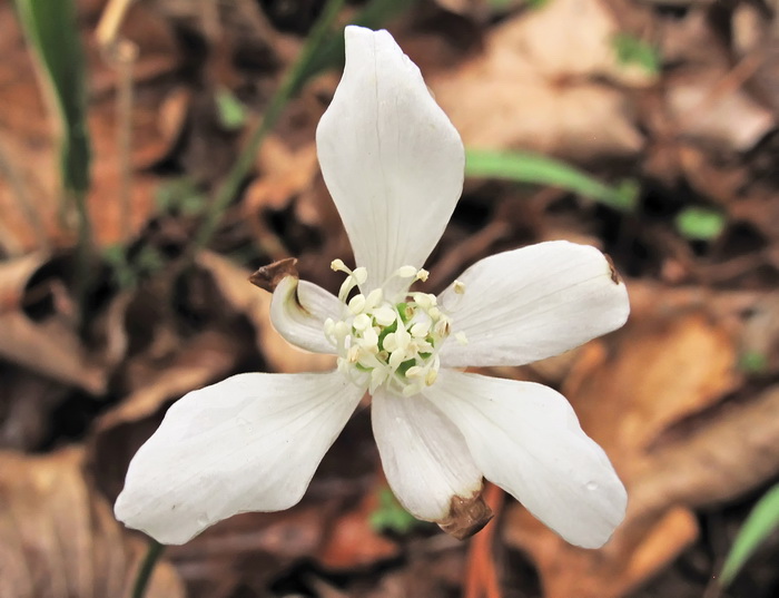 Изображение особи Anemone amurensis.