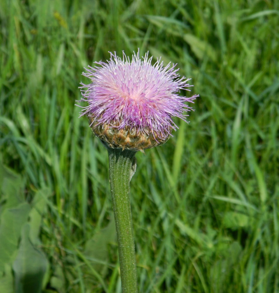 Изображение особи Stemmacantha serratuloides.