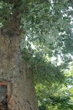 Quercus suber. Часть ствола. Крым, Никитский ботанический сад. 13.08.2007.