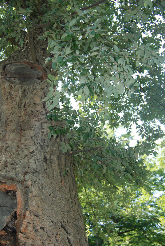 Изображение особи Quercus suber.