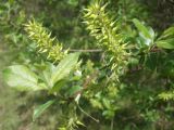 Salix myrsinifolia