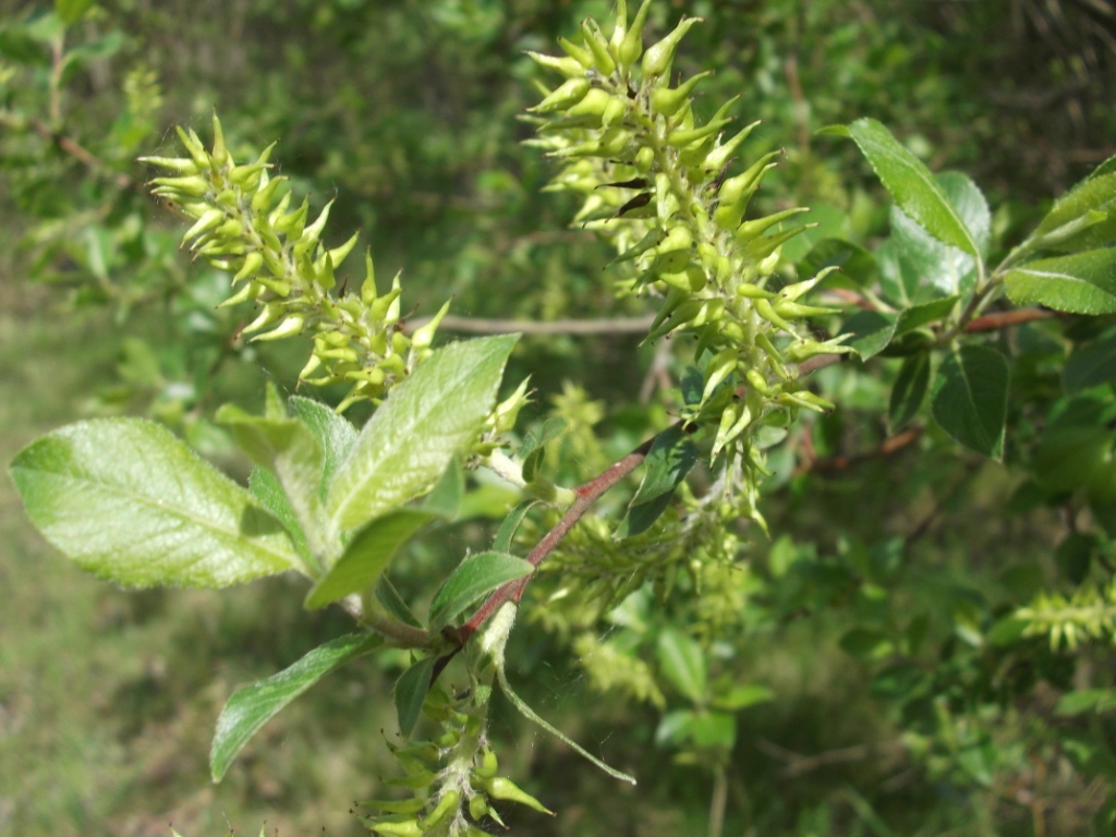 Изображение особи Salix myrsinifolia.