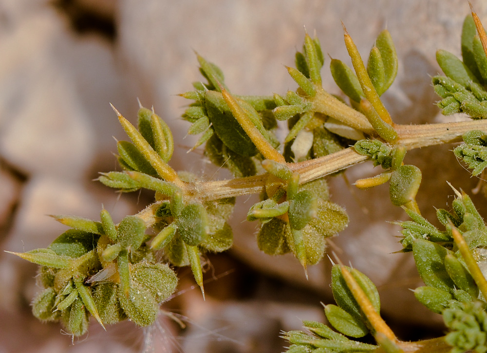 Image of Fagonia arabica specimen.