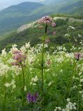 Valeriana grossheimii. Цветущее растение с облепившей стебель тлёй. Крым, гора Северная Демерджи. 2 июня 2012 г.