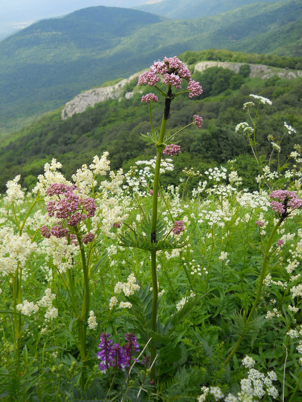 Изображение особи Valeriana grossheimii.