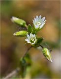 Cerastium holosteoides. Соцветие. Берег р. Енисей, галечник. 24.06.2012.