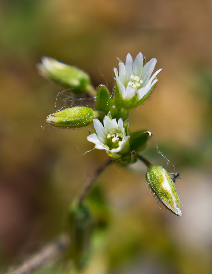 Image of Cerastium holosteoides specimen.