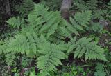 Dryopteris expansa