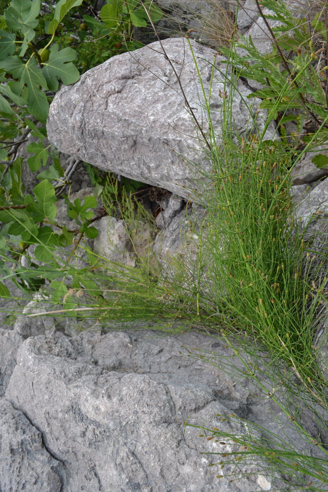 Изображение особи Equisetum ramosissimum.