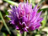 Allium schoenoprasum. Соцветие. Республика Саха (Якутия), Томпонский р-н, окрестности села Кескил. 08.07.2012.